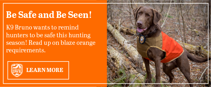 Be Safe and Be Seen! K9 Bruno wants to remind hunters to be safe this hunting season! Read up on blaze orange requirements.